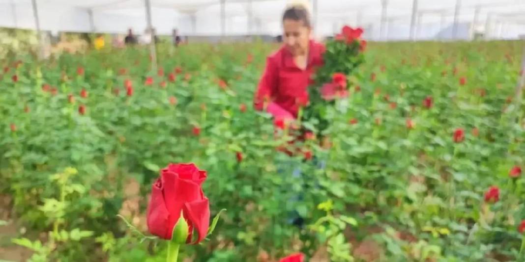 1 dönümden 15 bin adet verim alınıyor! Adana seralarında hasat vakti: Tanesi 10 TL’den çıkıyor 4